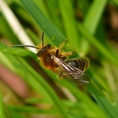 Andrena nitida