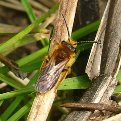 Andrena nitida