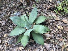 Agave seemanniana