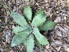 Agave seemanniana