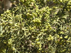 Colletia spinosissima