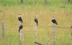 Caracara plancus