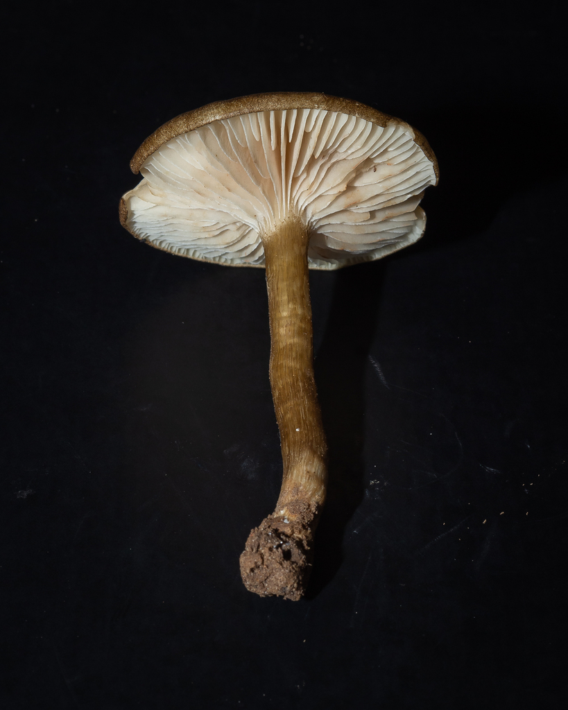 Entoloma luteolamellatum