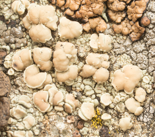 Įvairioji lekanora nuotrauka