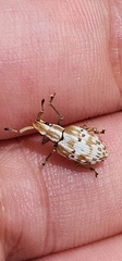 Platyomus