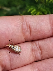 Platyomus