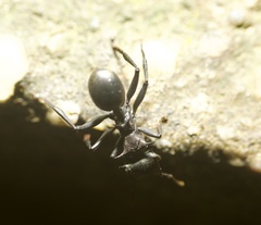Cephalotes atratus