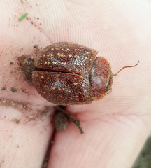 Paropsis tasmanica