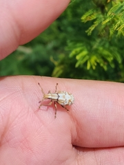 Platyomus