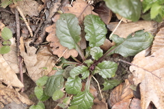 Ajuga
