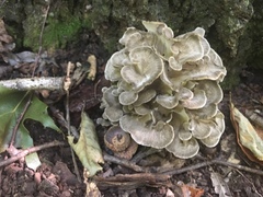 Grifola frondosa image