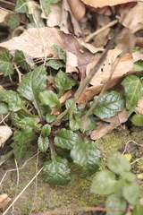 Ajuga