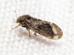 Pachypsylla celtidisvesicula