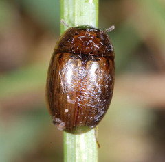 Enochrus