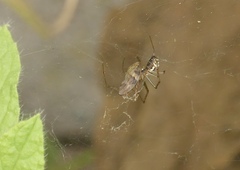 Linyphia triangularis