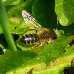 Andrena gravida