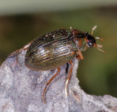Berosus signaticollis