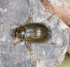 Berosus signaticollis