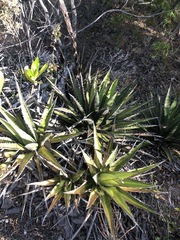 Agave kerchovei