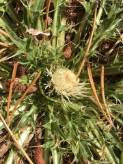 Cirsium scariosum