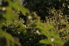 Leiothlypis ruficapilla