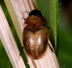 Enochrus melanocephalus