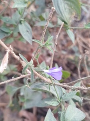 Polemoniaceae