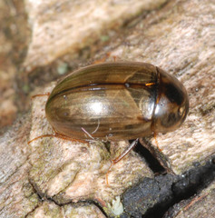 Enochrus quadripunctatus