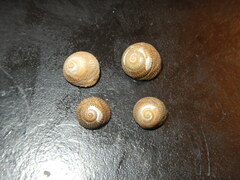 Steromphala cineraria