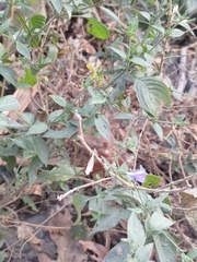 Polemoniaceae