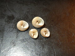 Steromphala cineraria