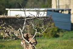 Phylloscopus collybita collybita