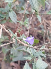 Polemoniaceae