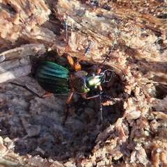 Carabus auronitens