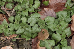 Lamium