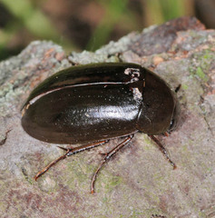 Hydrochara caraboides