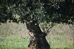 Phylloscopus collybita collybita