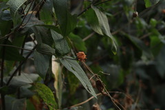 Lasianthaea macrocephala