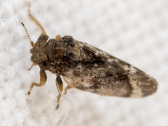 Pachypsylla celtidisvesicula