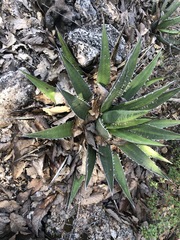 Agave convallis
