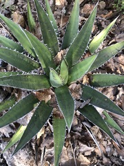 Agave convallis