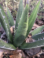 Agave convallis