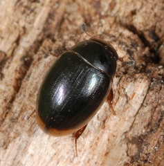 Cercyon marinus