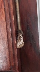 Xanthopastis timais