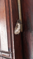 Xanthopastis timais