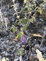 Salvia semiatrata