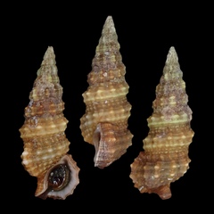 Cerithium dialeucum