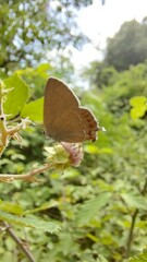 Satyrium esculi