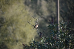 Passer domesticus