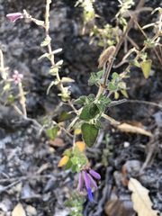 Salvia semiatrata